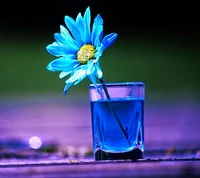 Lebendige blaue Blume im Glas vor einem sanften Hintergrund