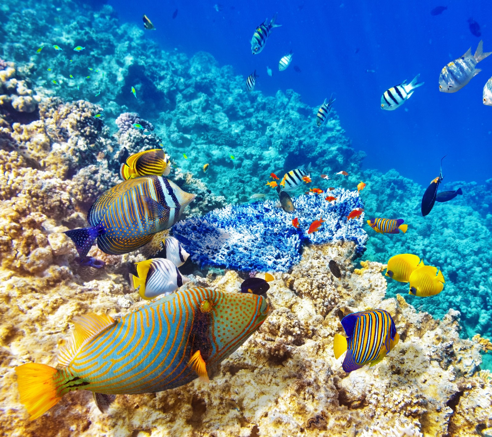 Arafed fisch, der im ozean mit vielen korallen schwimmt (korallen, fisch, marin, ozean, riff)