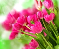 pretty, tulips wallpaper