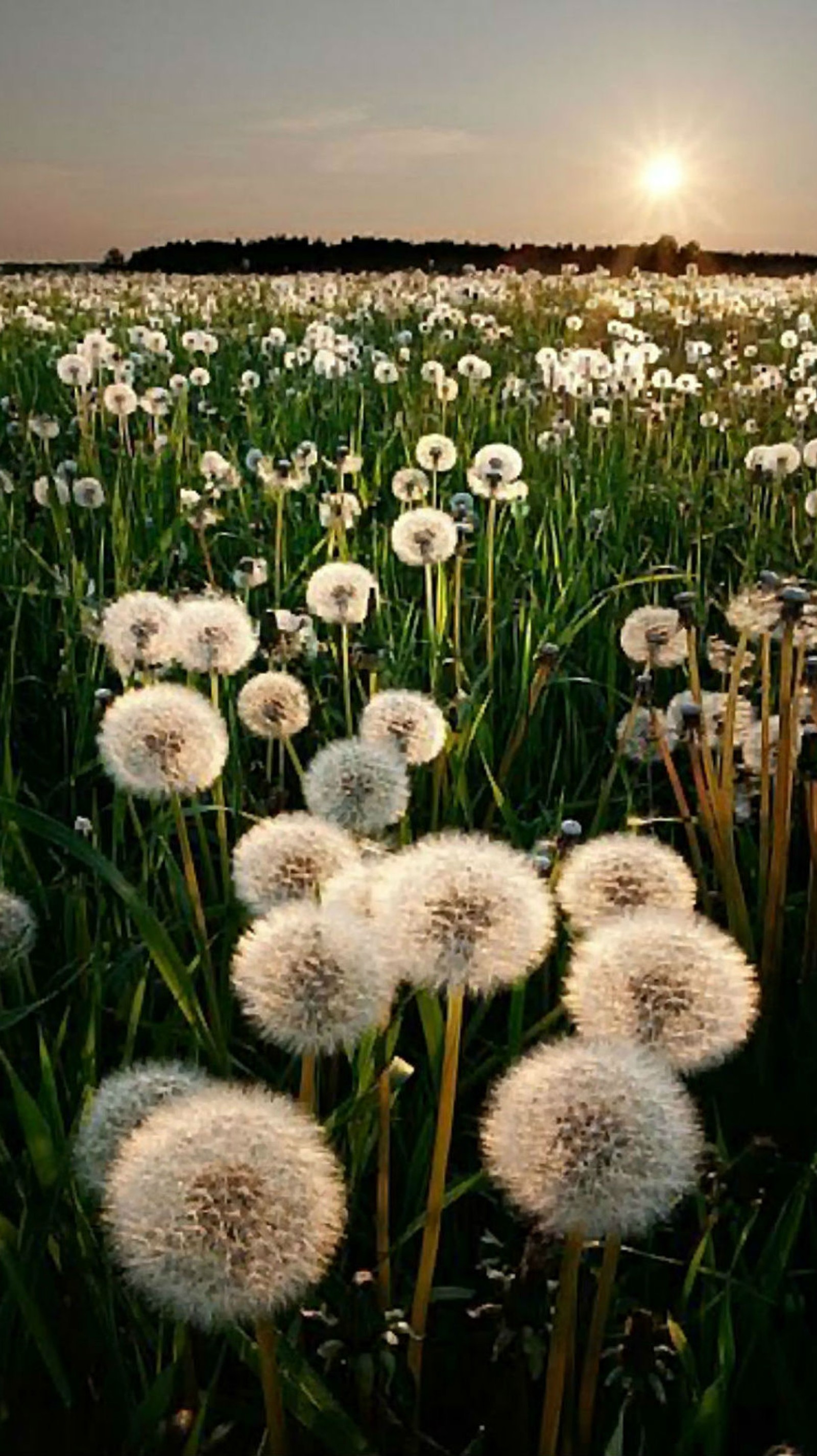 Arafed field of dandelions with the sun setting in the background (beauty, dandelion, dandelions, field, flowers)