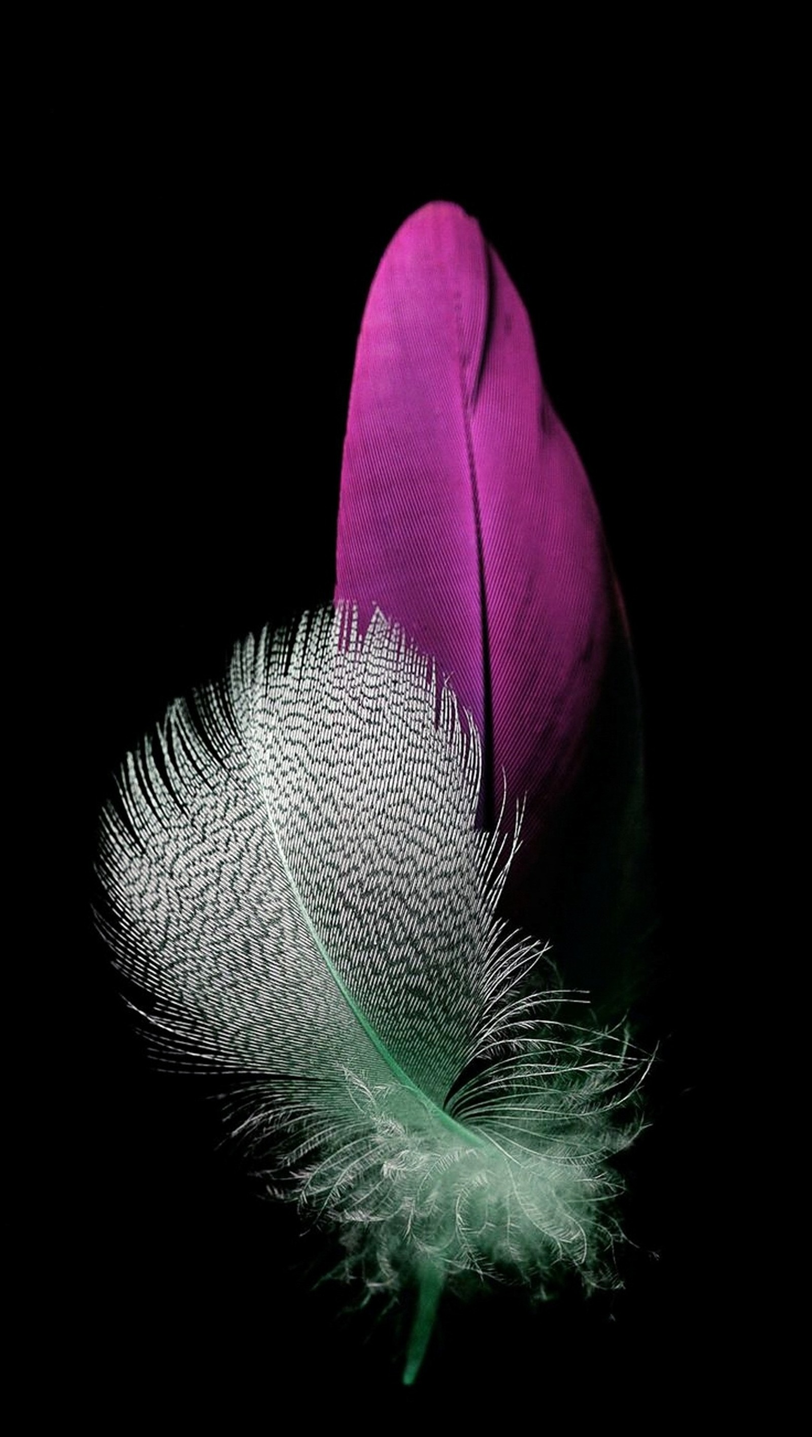 Une plume de girafe sur fond noir avec une plume violette (plumes, hd)