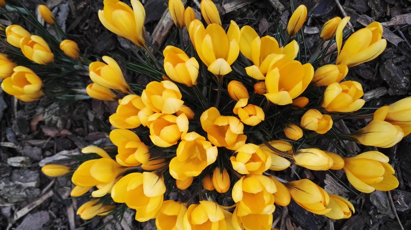 Des fleurs de crocus jaunes poussent dans le sol au soleil (fleur, tulipe, jaune, plante à fleurs, plante)