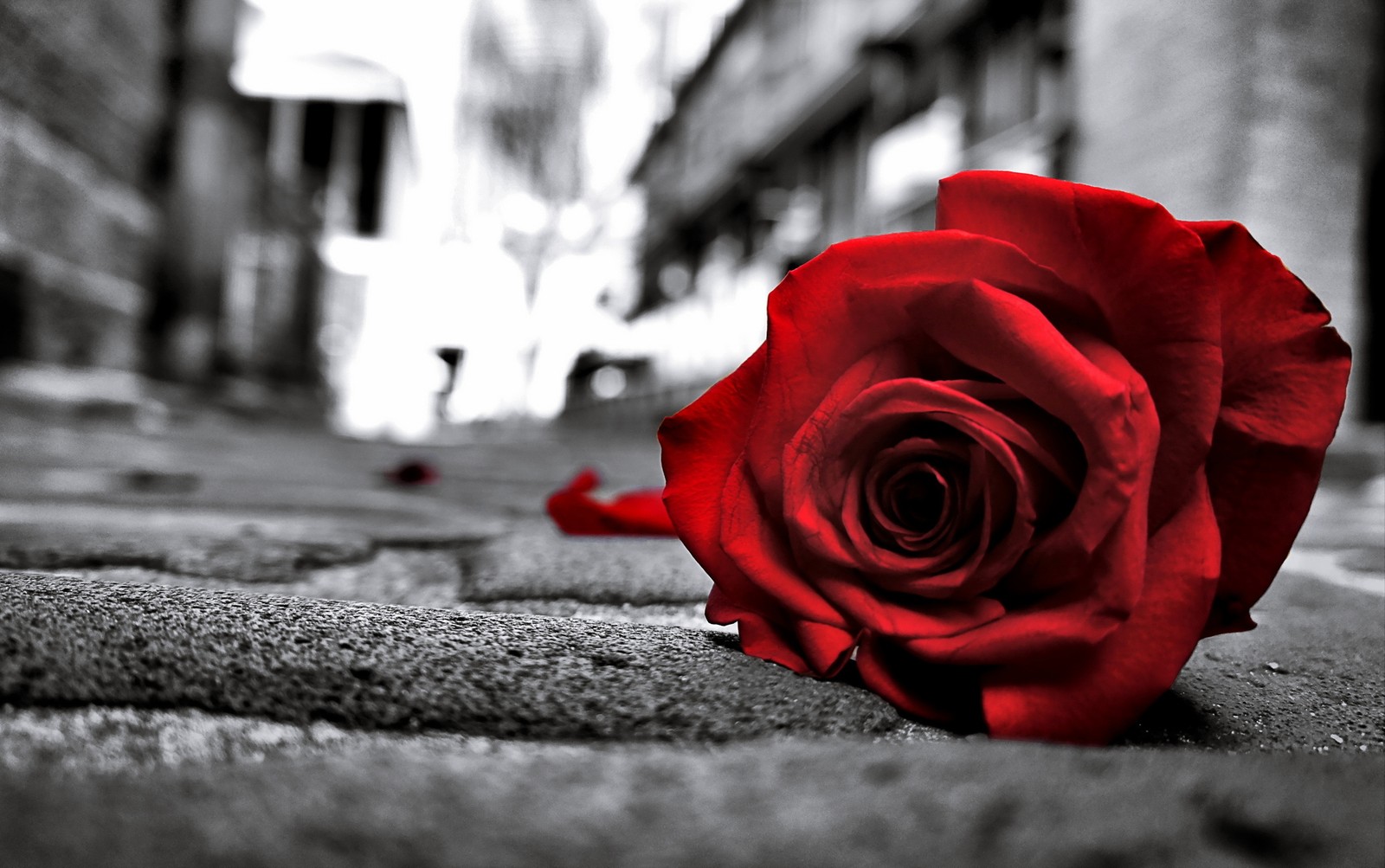 There is a red rose that is laying on the ground (red rose, monochrome background, sad rose, sad mood, sad vibes)