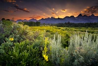 Coucher de soleil sur une prairie vibrante avec des fleurs sauvages, encadré par les majestueuses montagnes Grand Teton.