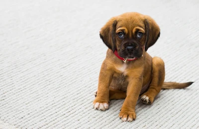 Cachorrinho adorável com olhos expressivos, sentado em uma superfície macia, incorporando o charme de um cão de companhia de raça pura.