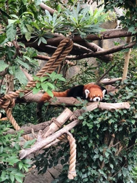 Panda rouge se relaxant sur une branche dans un habitat de jungle luxuriant