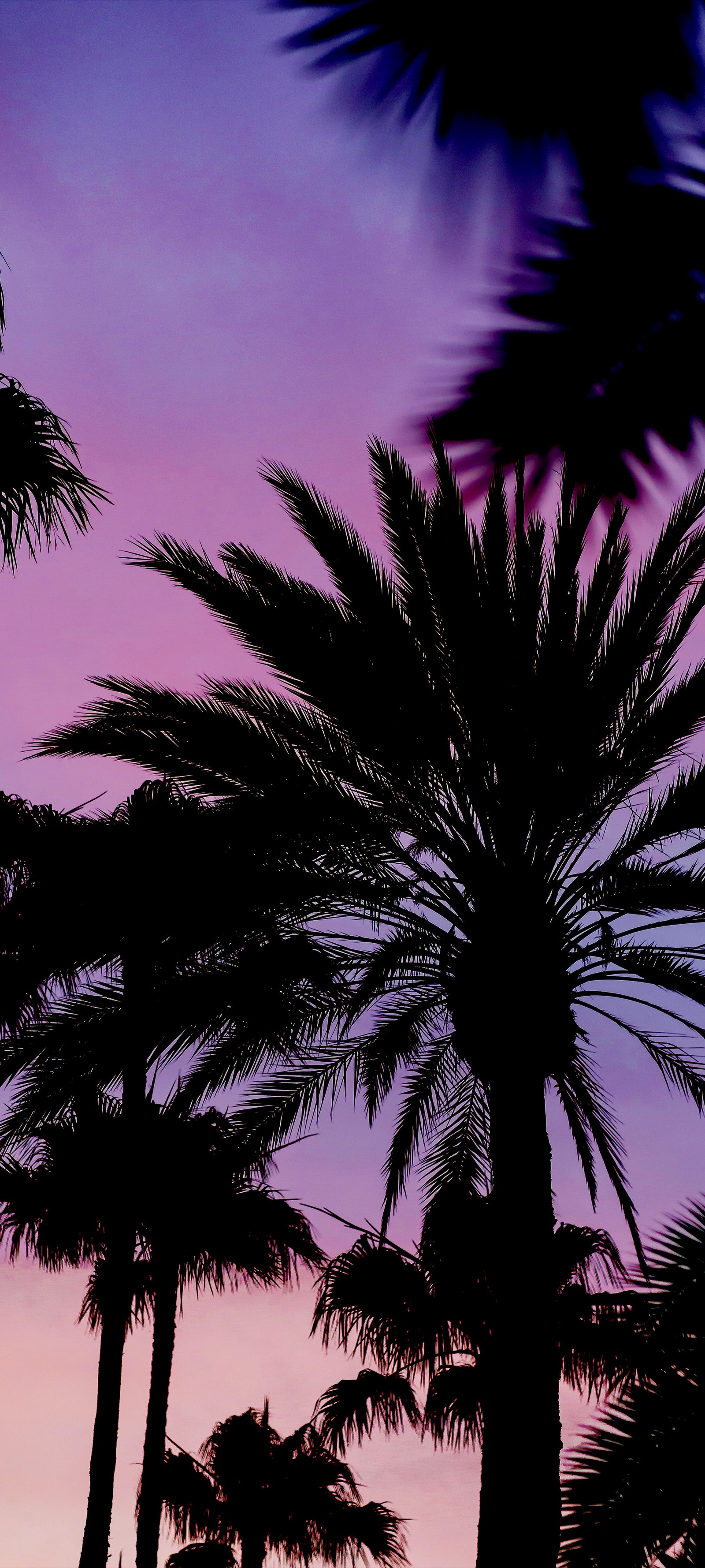 Purple and blue sky with palm trees and a clock tower (botany, tree, purple, vegetation, terrestrial plant)