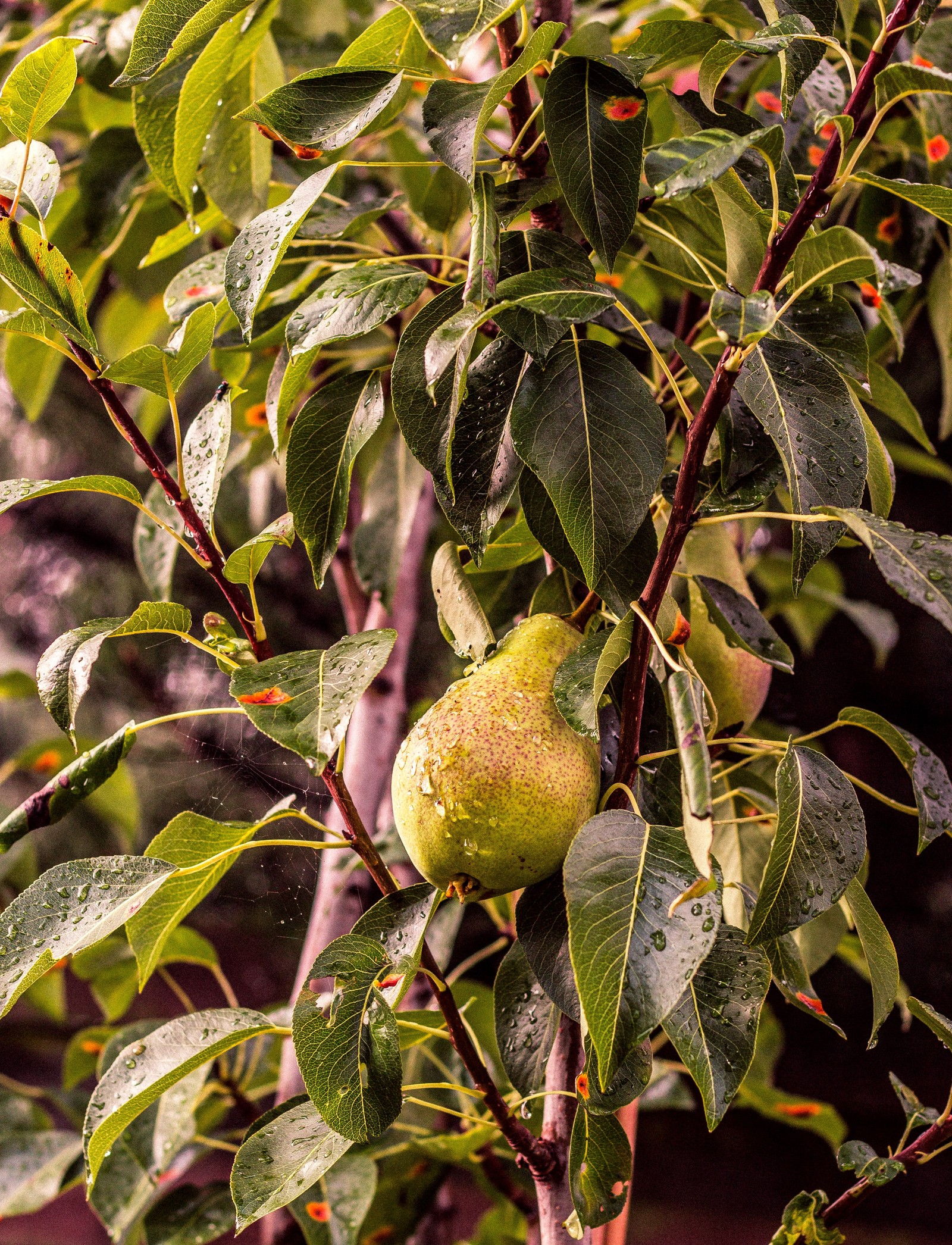 Eine birne hängt von einem baum mit wassertropfen darauf (birne, pflanze, baum, blume, blatt)