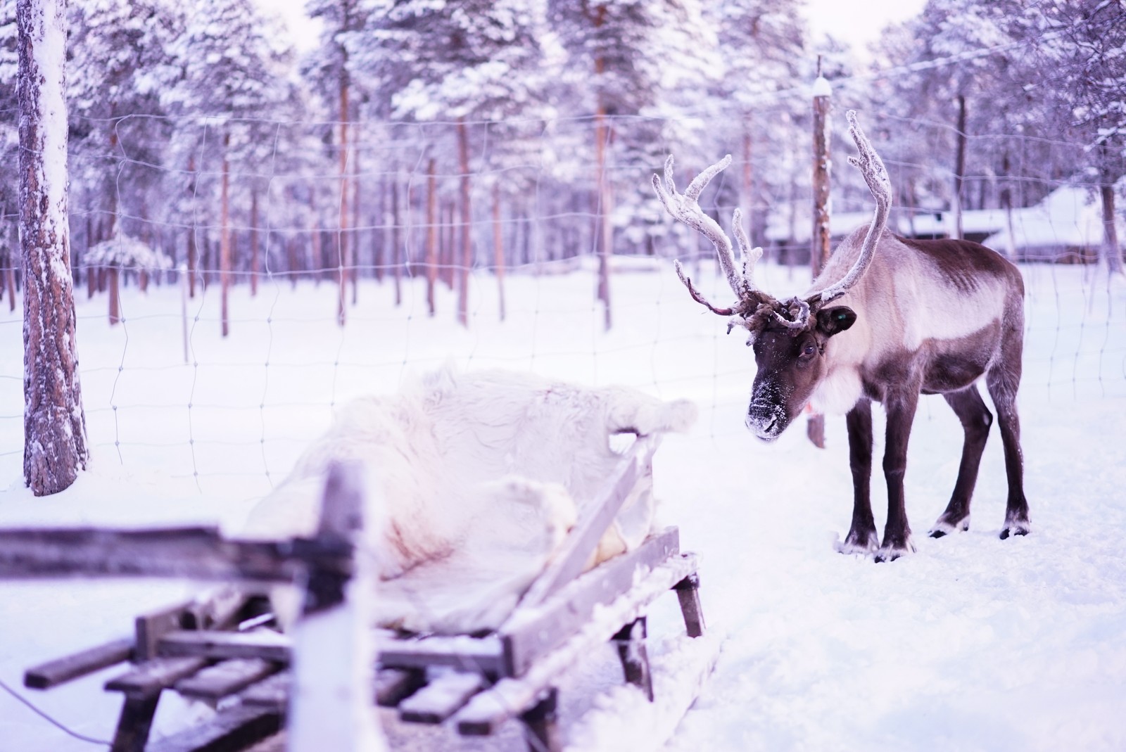 Reindeer standing in the snow next to a sled in a forest (lapland, reindeer, deer, wildlife, winter)