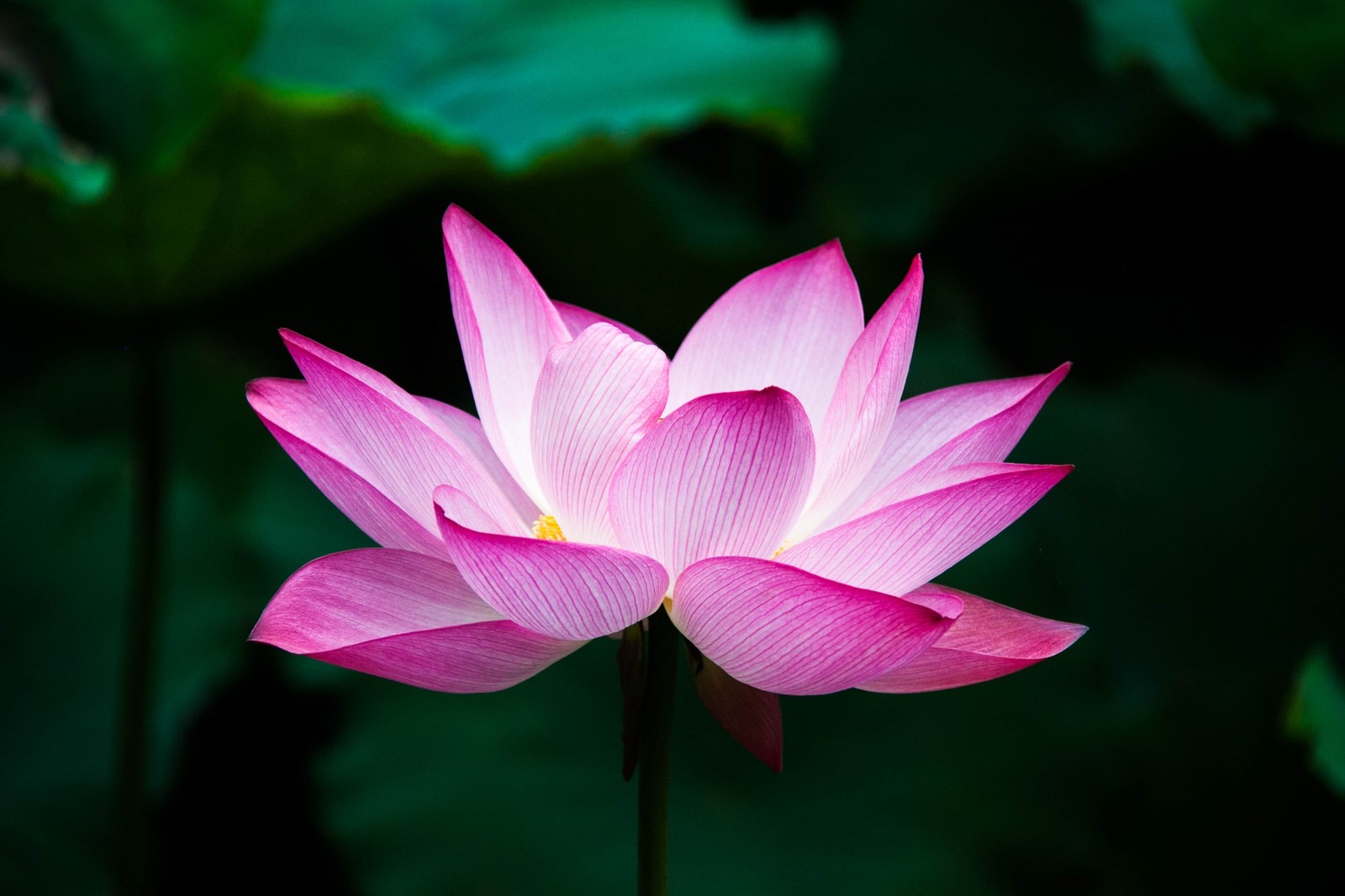 Nahaufnahme einer pinken blume mit grünen blättern im hintergrund (lotusfamilie, lotus, heilige lotus, blütenblatt, wasserpflanze)