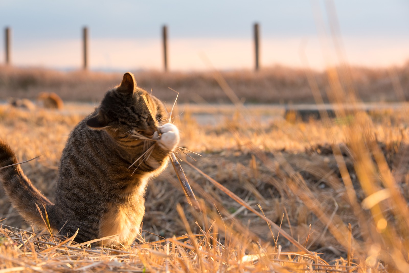 Кот, сидящий в траве с палкой (кошки маленьких и средних размеров, felidae, травы, дикая природа, трава)