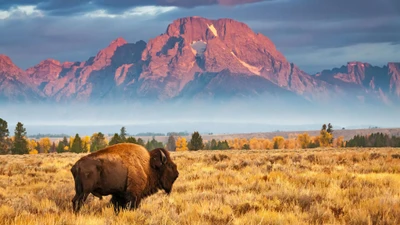 Bisonte vagando en el Parque Nacional Grand Teton al amanecer