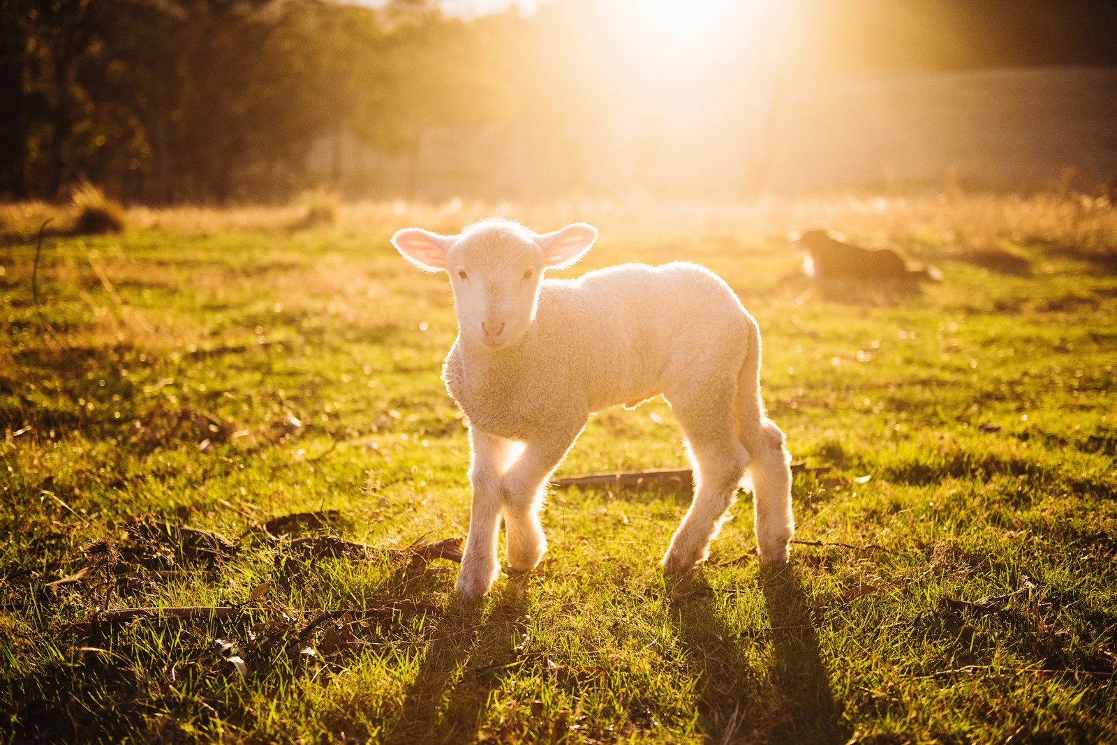 Il y a un agneau debout dans un champ sous le soleil (ensoleillement, lumière, paysage naturel, herbe, faune)