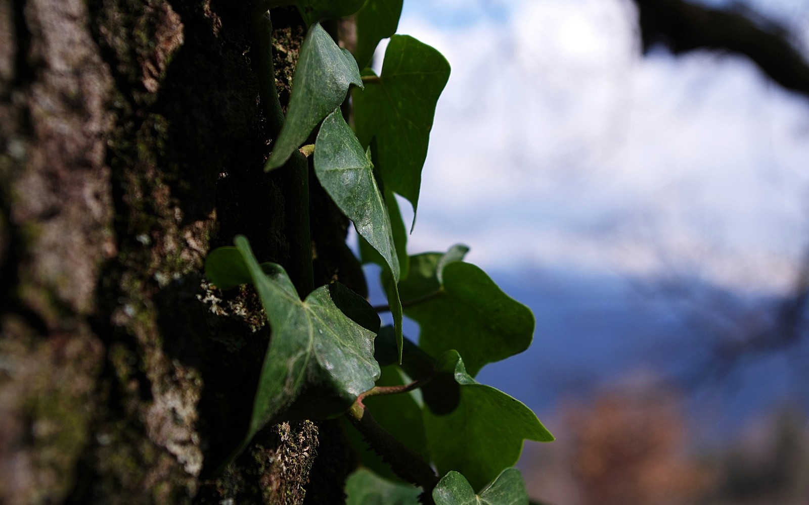 Há uma planta crescendo ao lado de uma árvore (ramo, árvore, planta, primavera, flora)