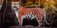 tiger, autumn, big cat, wildlife, forest wallpaper