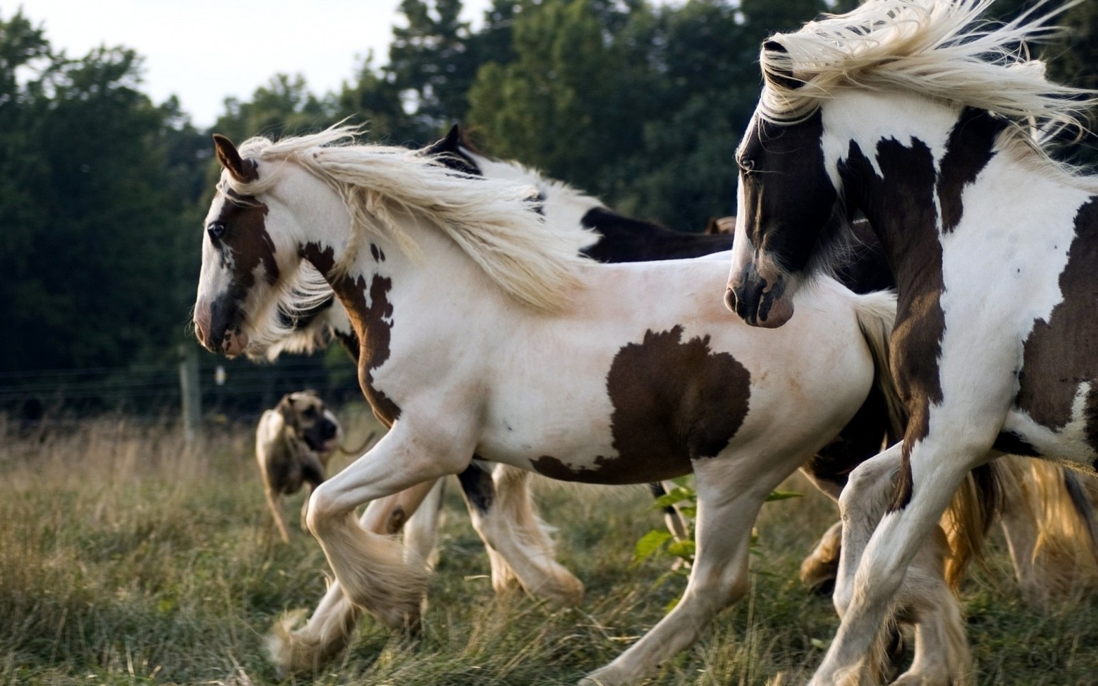 Caballos corriendo en un campo con árboles al fondo (caballo árabe, caballo salvaje, melena, caballo mustang, semental)