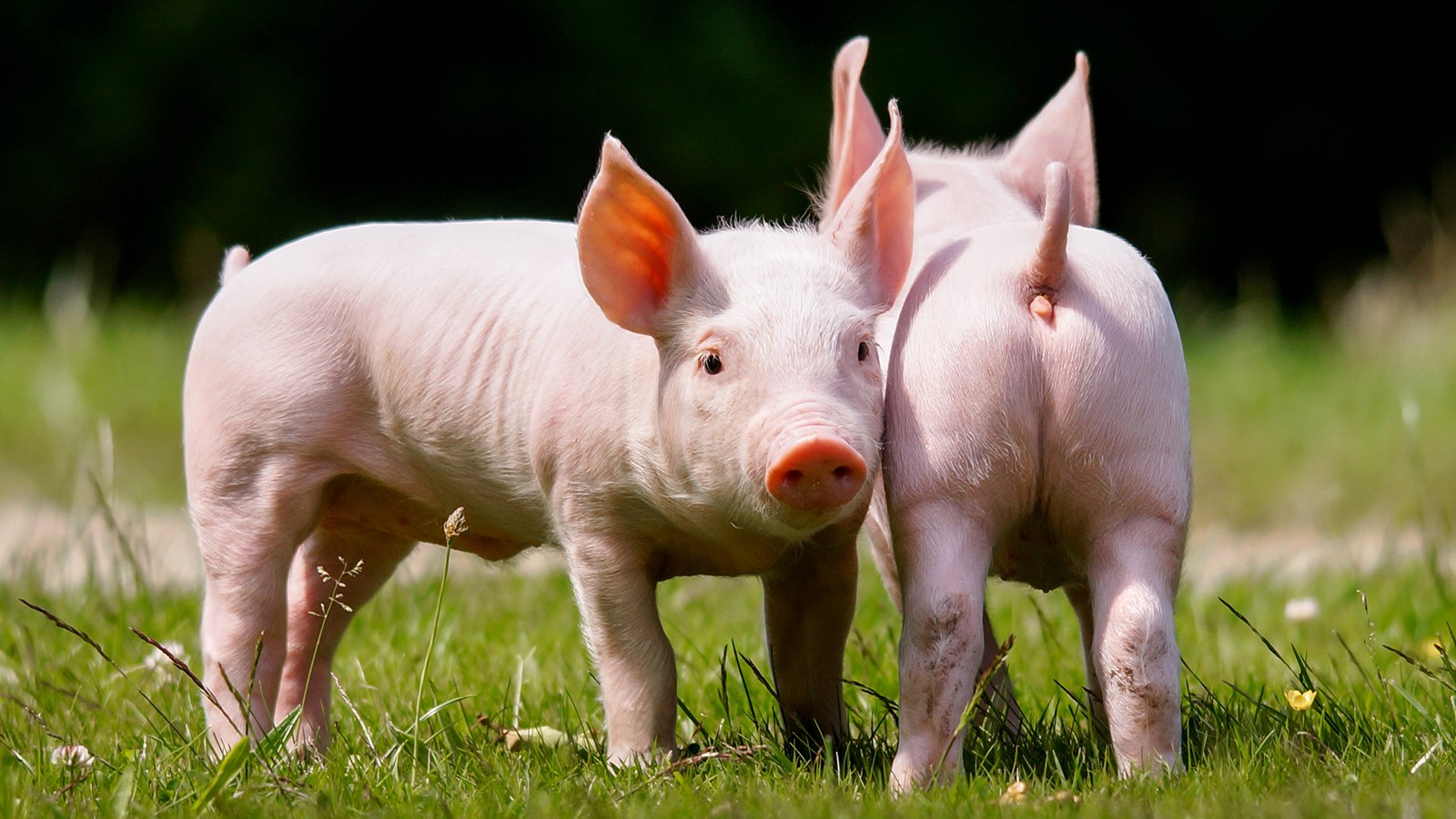 There are two pigs standing in the grass together (snout, grass, livestock, terrestrial animal, tiger)