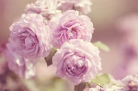 Delicate Lavender Garden Roses in Bloom