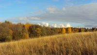 Autumn Meadow with Colorful Trees and Expansive Sky