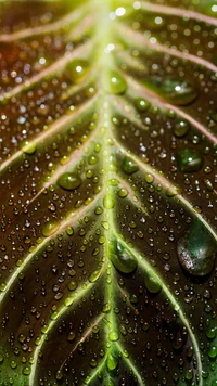 Close-up de uma folha encharcada de água brilhando à luz natural