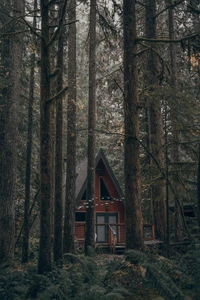 Cabane isolée nichée dans une dense forêt ancienne.