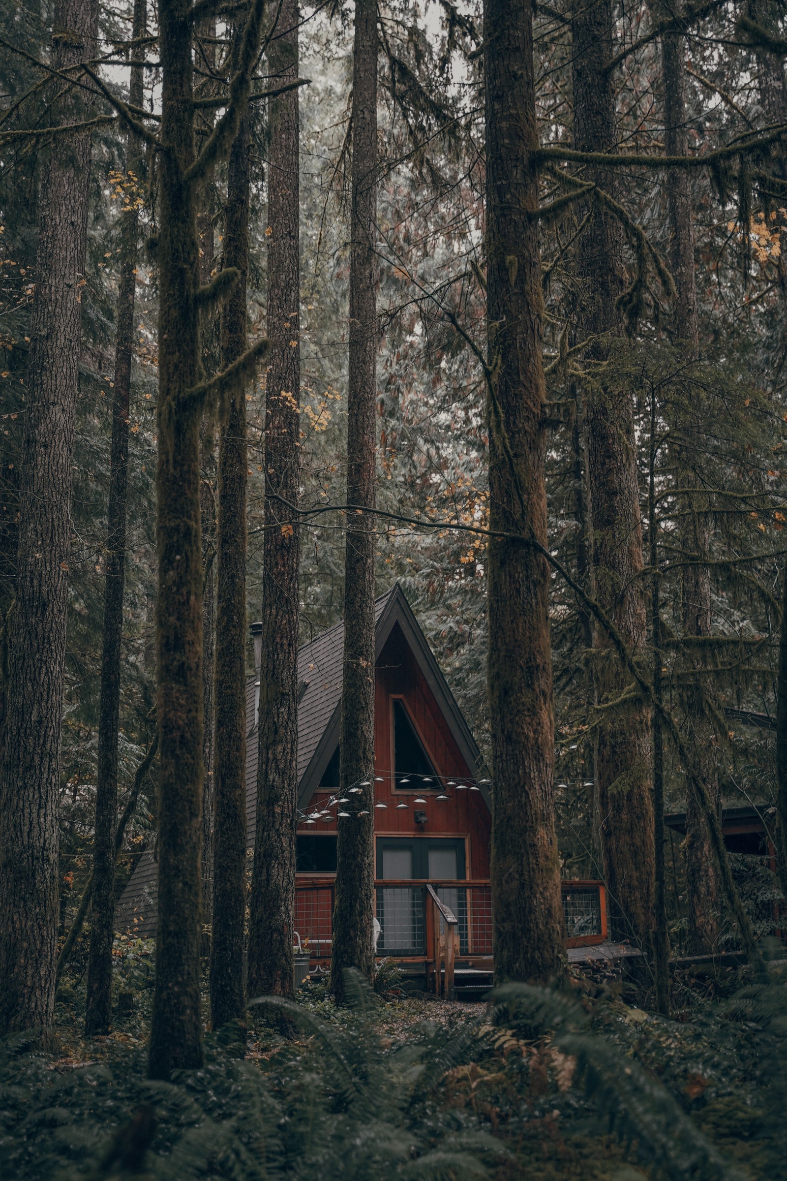 Há uma cabana na floresta com uma varanda (floresta, árvore, edifício, natureza, ambiente natural)