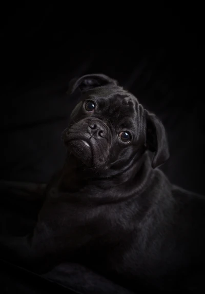 Filhote de pug preto com olhos expressivos em luz fraca