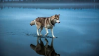 Husky siberiano caminando sobre la superficie tranquila de un lago