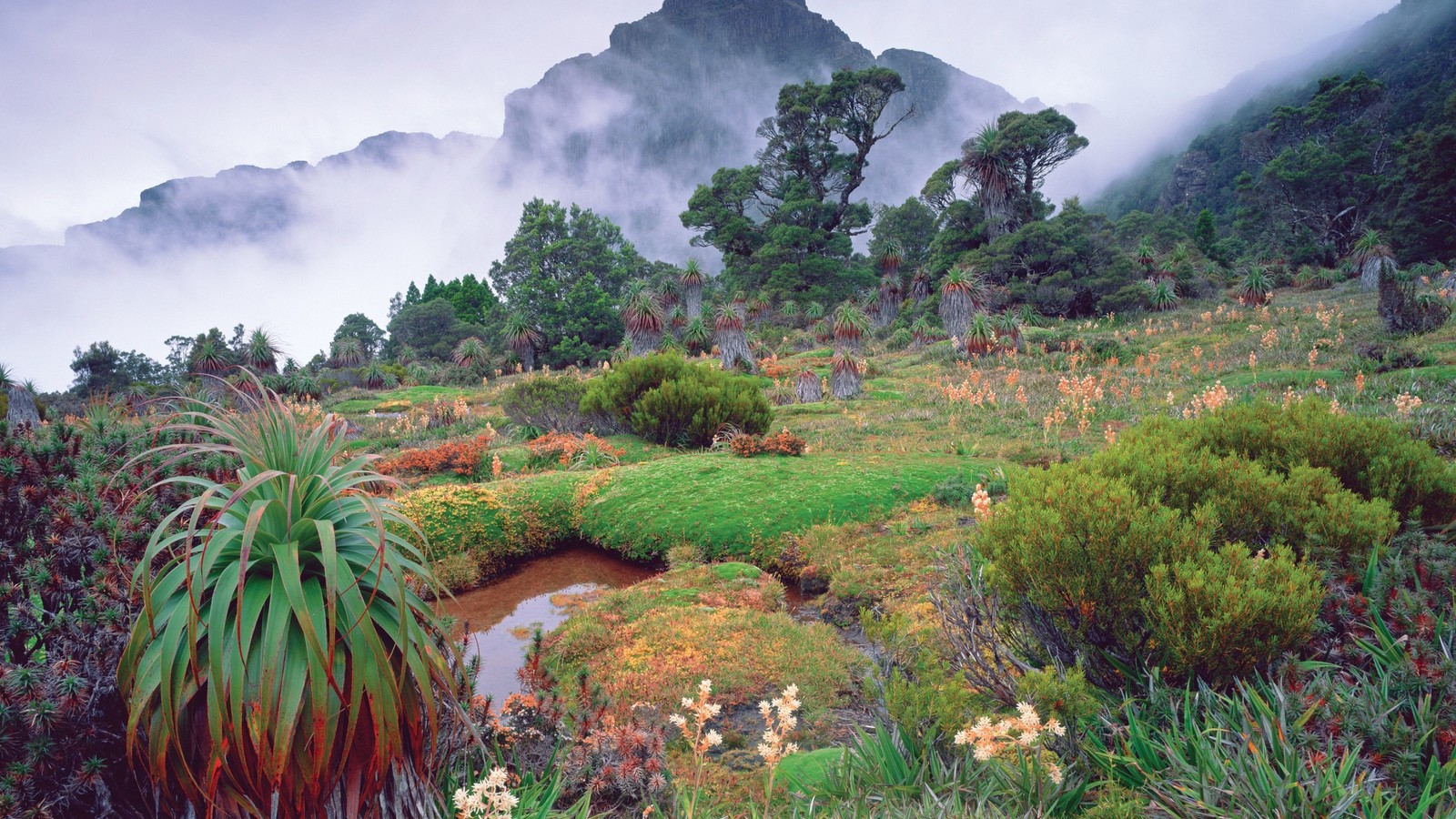 Há um pequeno riacho correndo por um campo verde e exuberante. (natureza, vegetação, wild, jardim botânico, montanha)