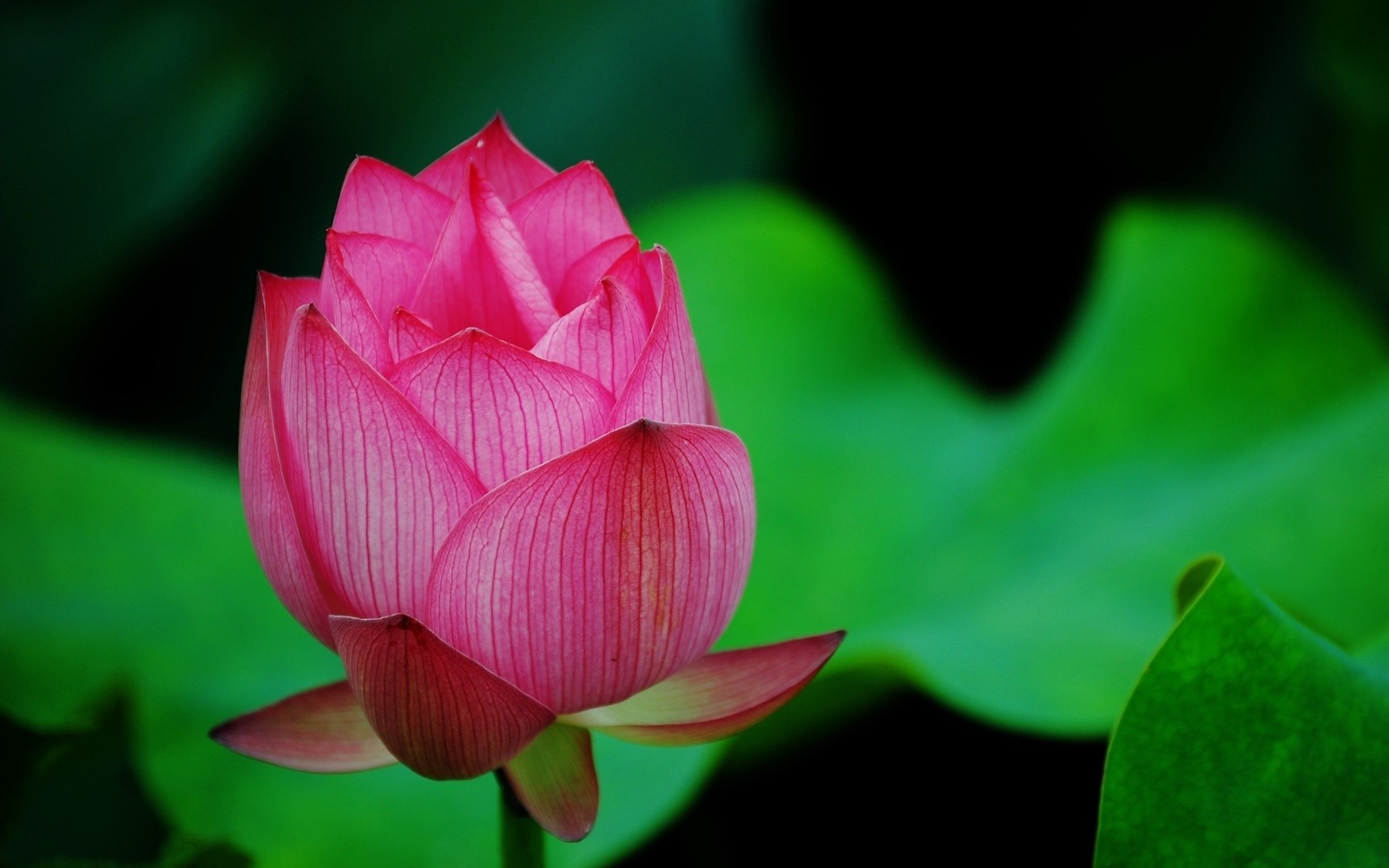 Nahaufnahme einer rosa blume mit grünen blättern im hintergrund (blume, lotusfamilie, lotus, heilige lotus, blühende pflanze)