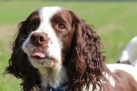 Springer Spaniel inglés con una expresión juguetona en un campo de hierba.