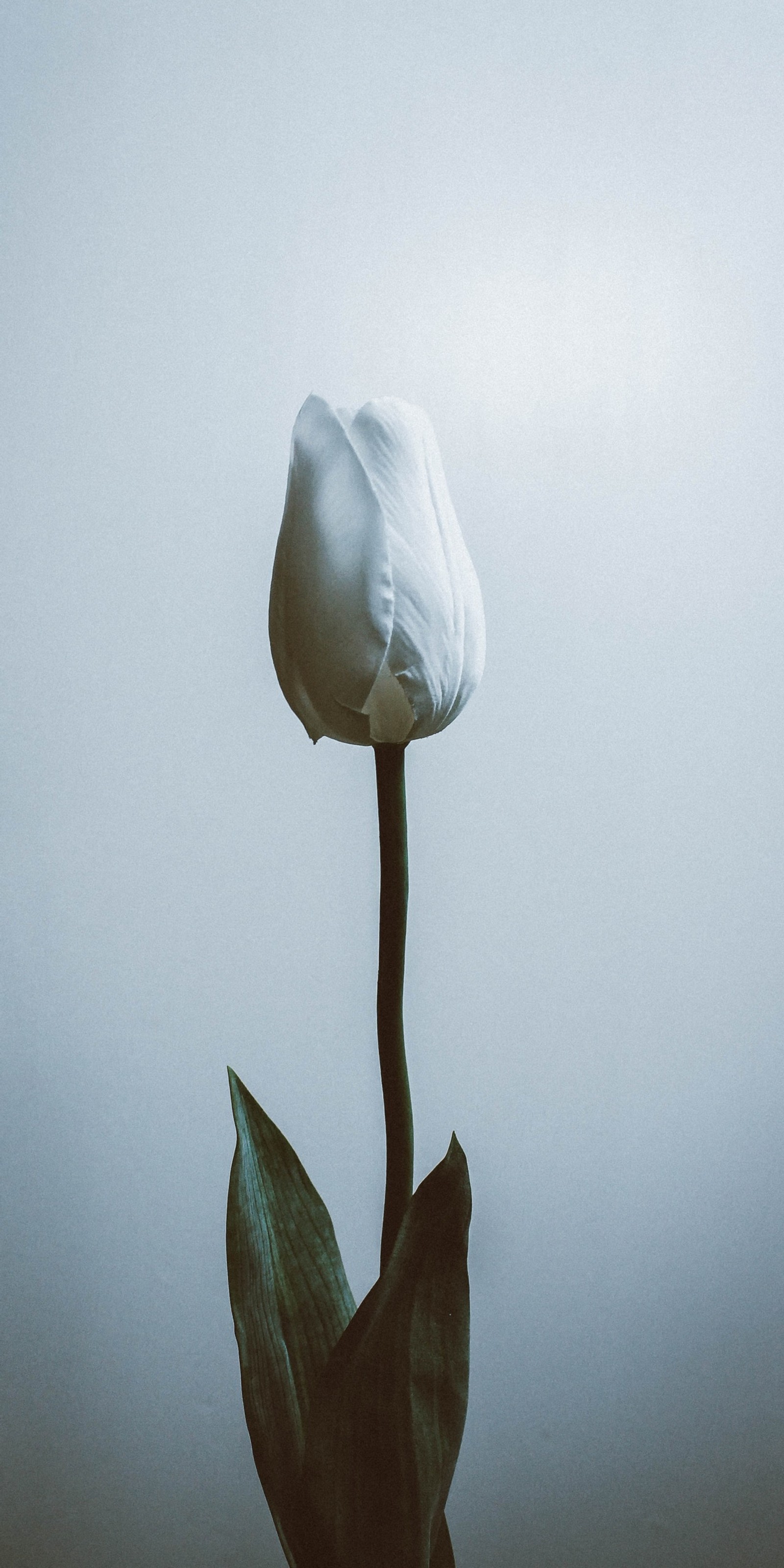 There is a white flower that is sitting on a stem (flower, plant, petal, cloud, grey)