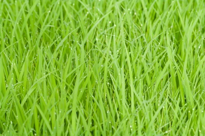 Champ de gazon vert luxuriant avec des gouttes de rosée