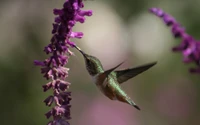 beak, hummingbird, pollinator, plant stem, annas hummingbird wallpaper