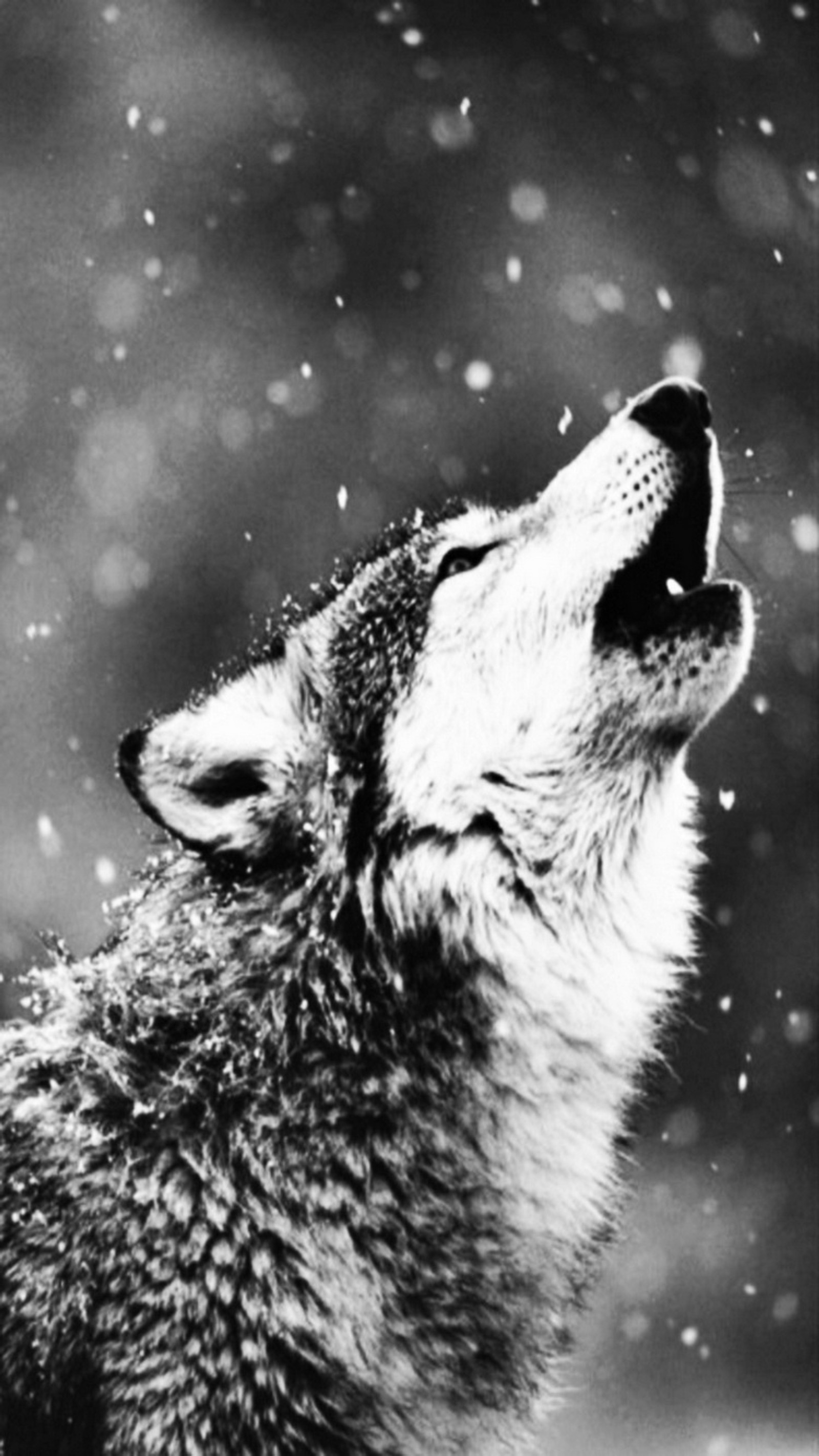 A black and white photo of a wolf in the snow (animal, snow, wolf)