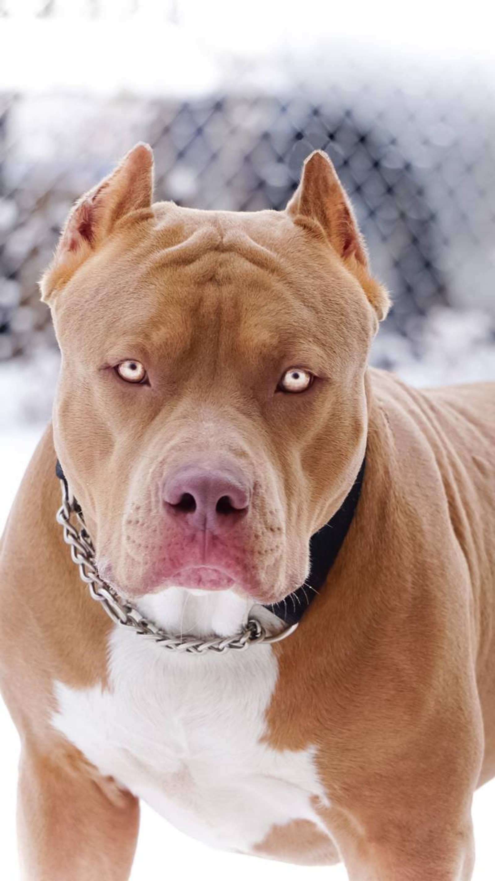 Hay un perro marrón y blanco parado en la nieve (estadounidense, boxeador, toro, toros, perro)