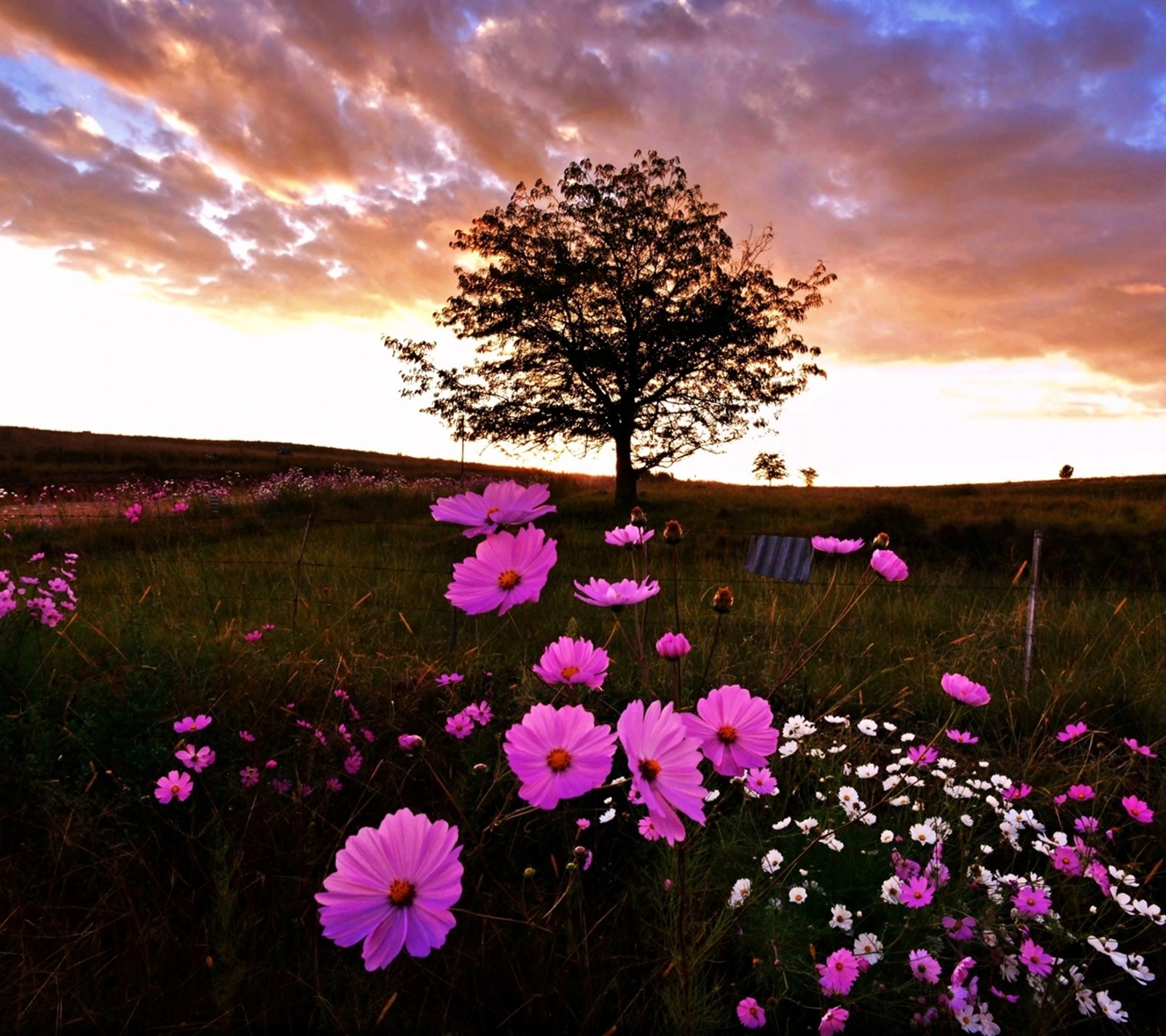 Des fleurs violettes dans un champ avec un arbre et un banc (fleurs, printemps)