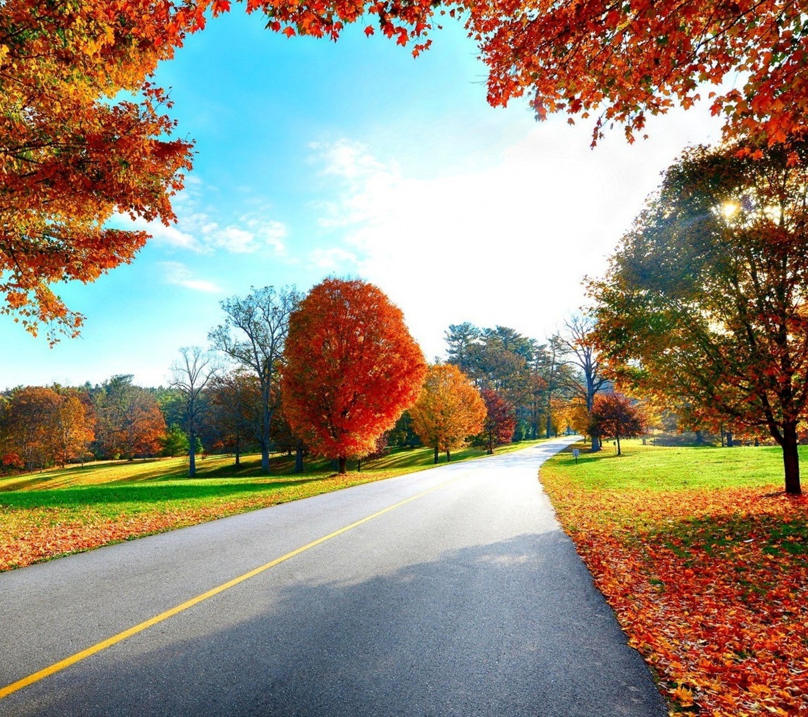 Una vista de un camino con árboles y hierba en otoño (otoño, hojas, camino, árboles)