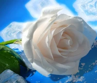 Delicate White Rose on Ice with Blue Background