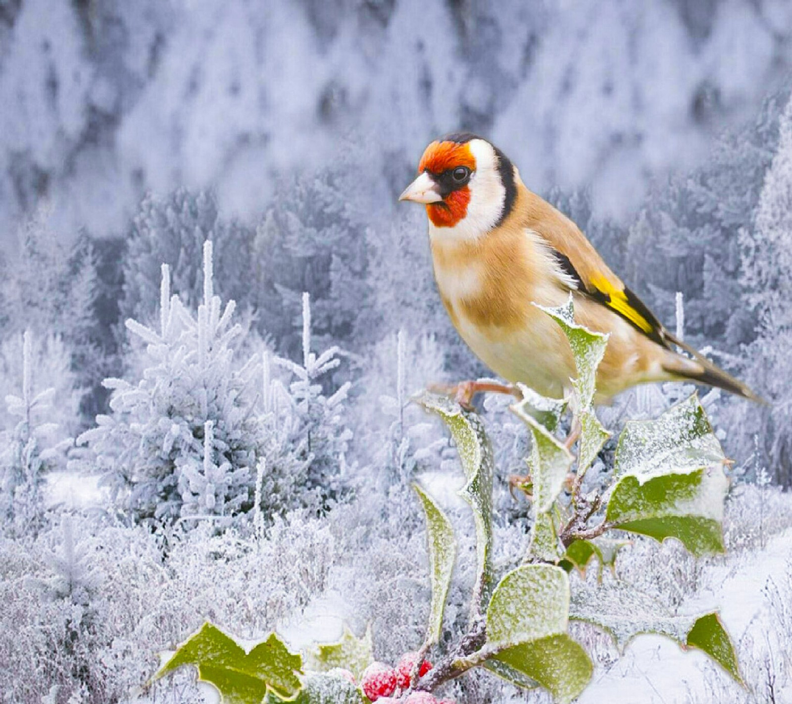 Ein vogel sitzt auf einem ast eines baumes im schnee (schön, vogel, tapeten)