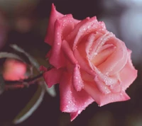 flower, nature, pink, rose