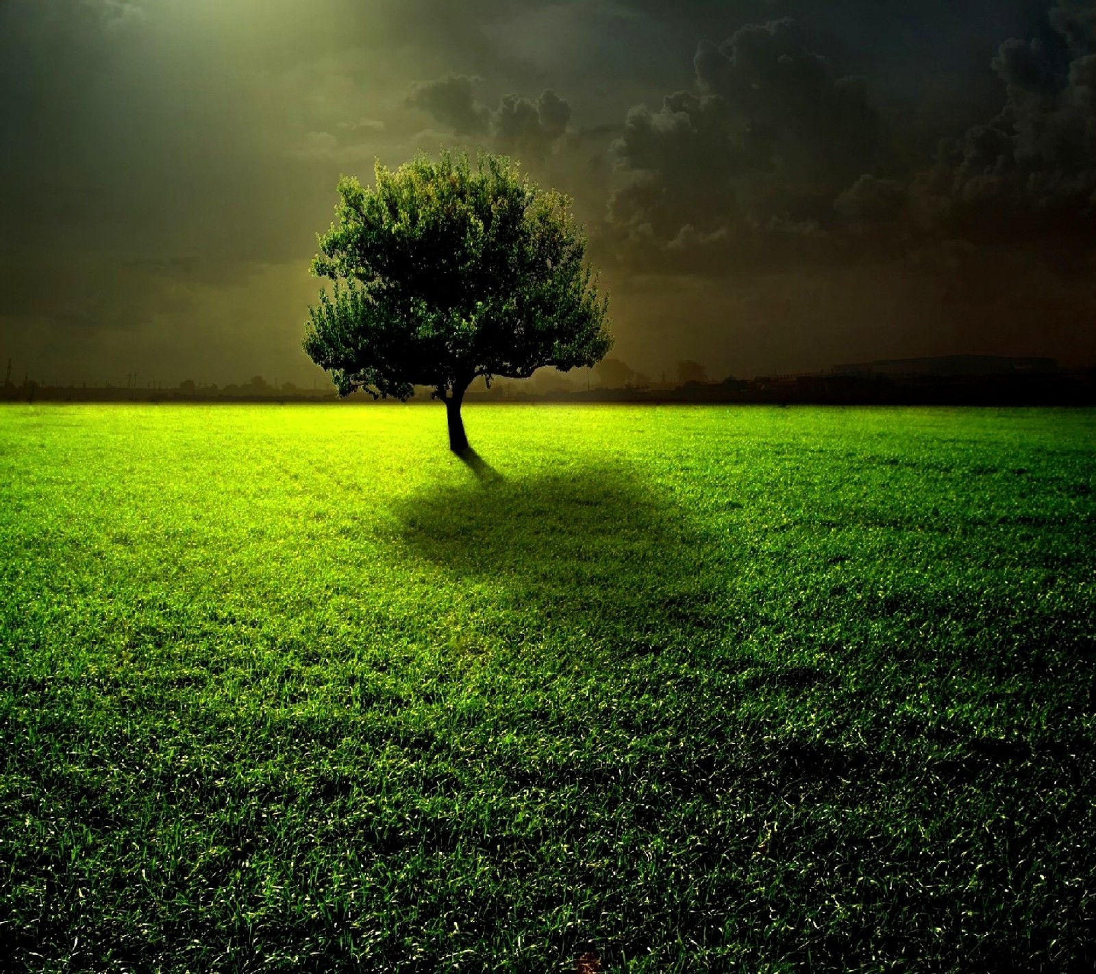 A lone tree in a field of green grass under a cloudy sky ()