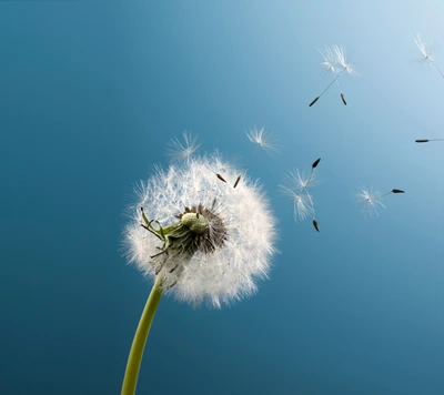 Löwenzahn-Samen im Wind