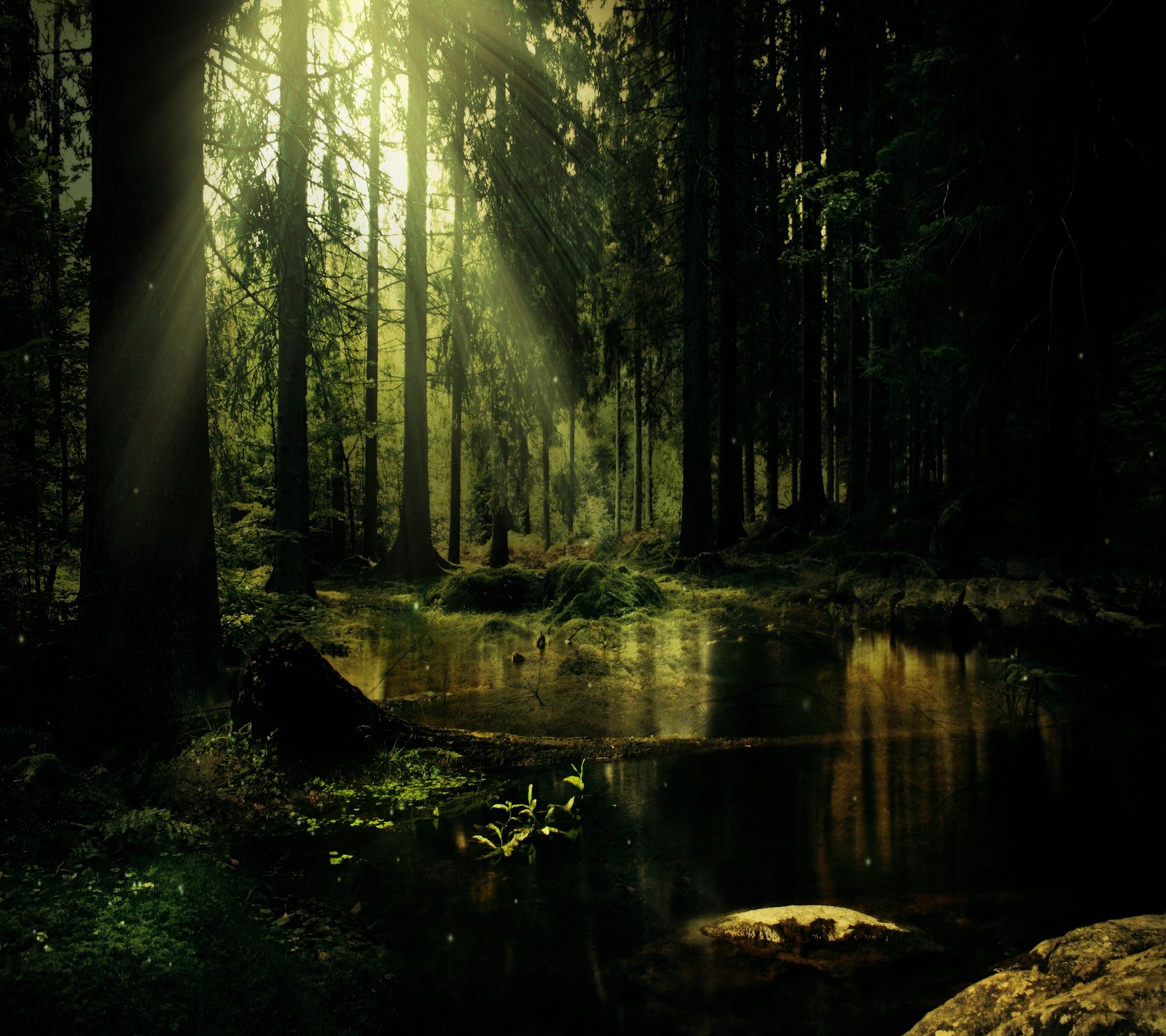 forest, jungle, plant, pond, sun Download Wallpaper