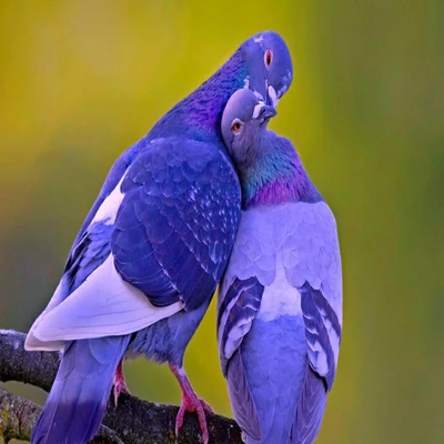 Pigeons affectueux dans l'étreinte de la nature