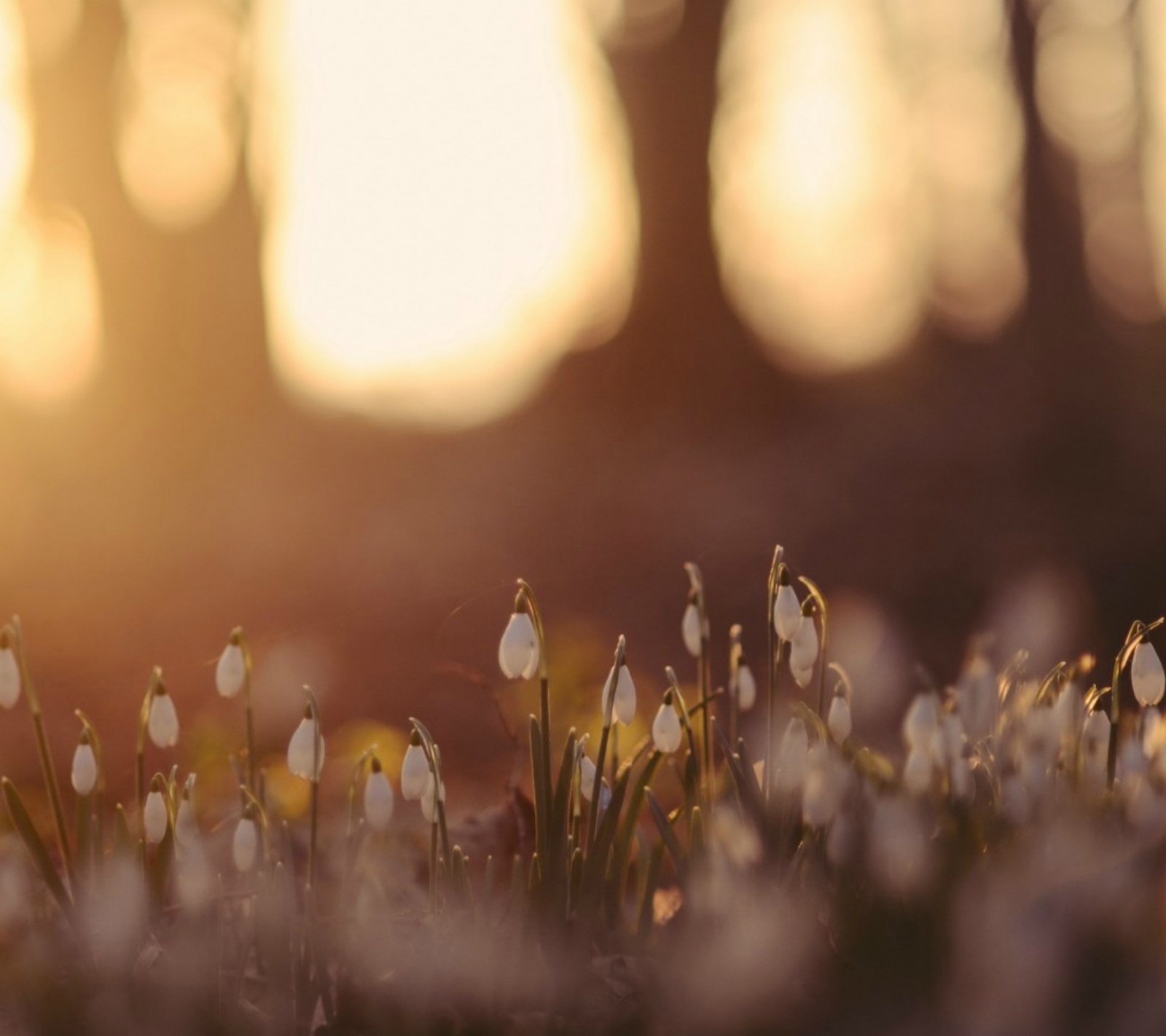 A close up of a field of flowers with the sun setting in the background (abstract, flowers)