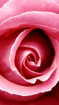 flower, love, petals, pink, rose wallpaper