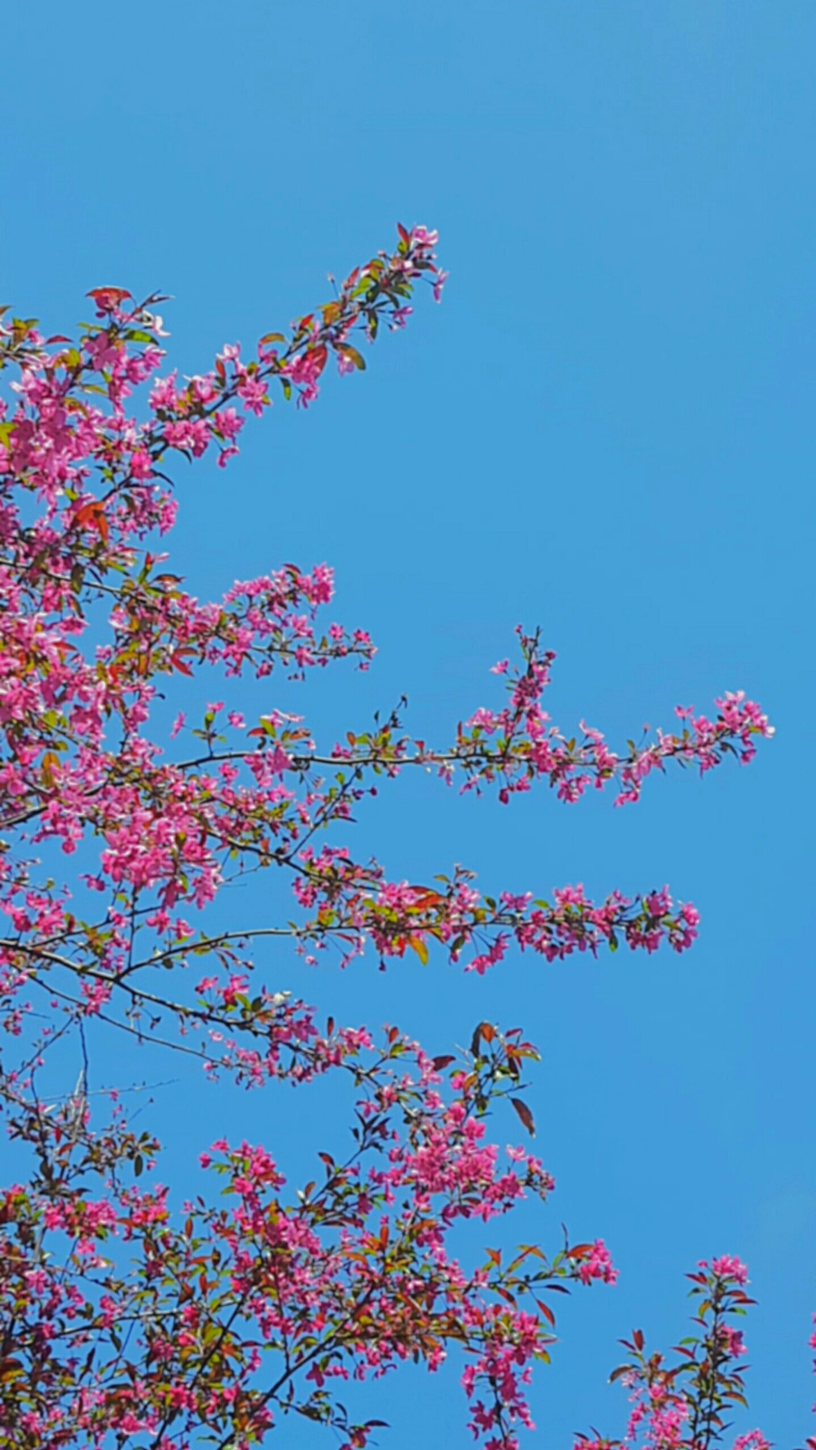 Hay un pájaro sentado en una rama de árbol (hermoso, floración, azul, flor, fotografía)