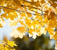 autumn, leaves wallpaper