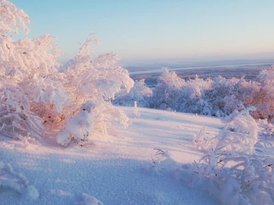 Sereno País de las Maravillas Invernales: Paisaje Cubierto de Nieve